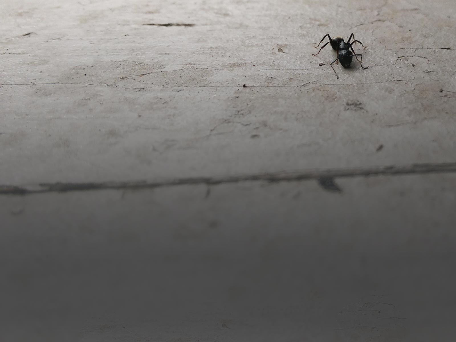 Maheu Protection Parasitaire photo 7